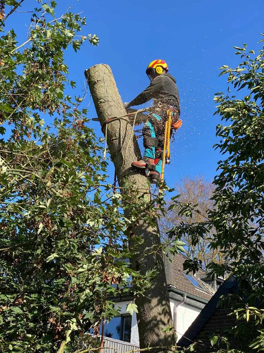 Baumpfleger sägt hoch oben am Stamm, Sägemehl fliegt, dahinter blauer Himmel und ein Hausdach