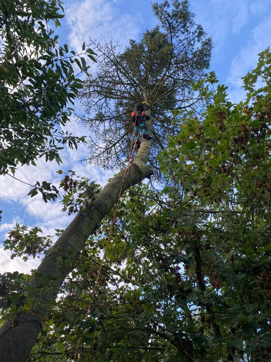 Blick von unten in die Spitze einer hohen Fichte, der Baumpfleger arbeitet sich nach oben