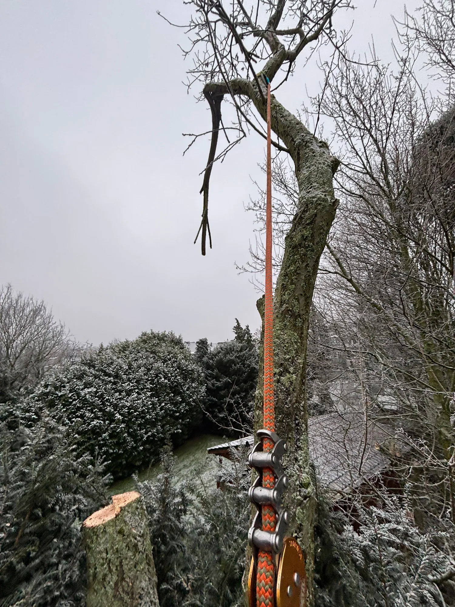 Seilkletterausrüstung und Rigging-Hardware am Baumstamm im Winter