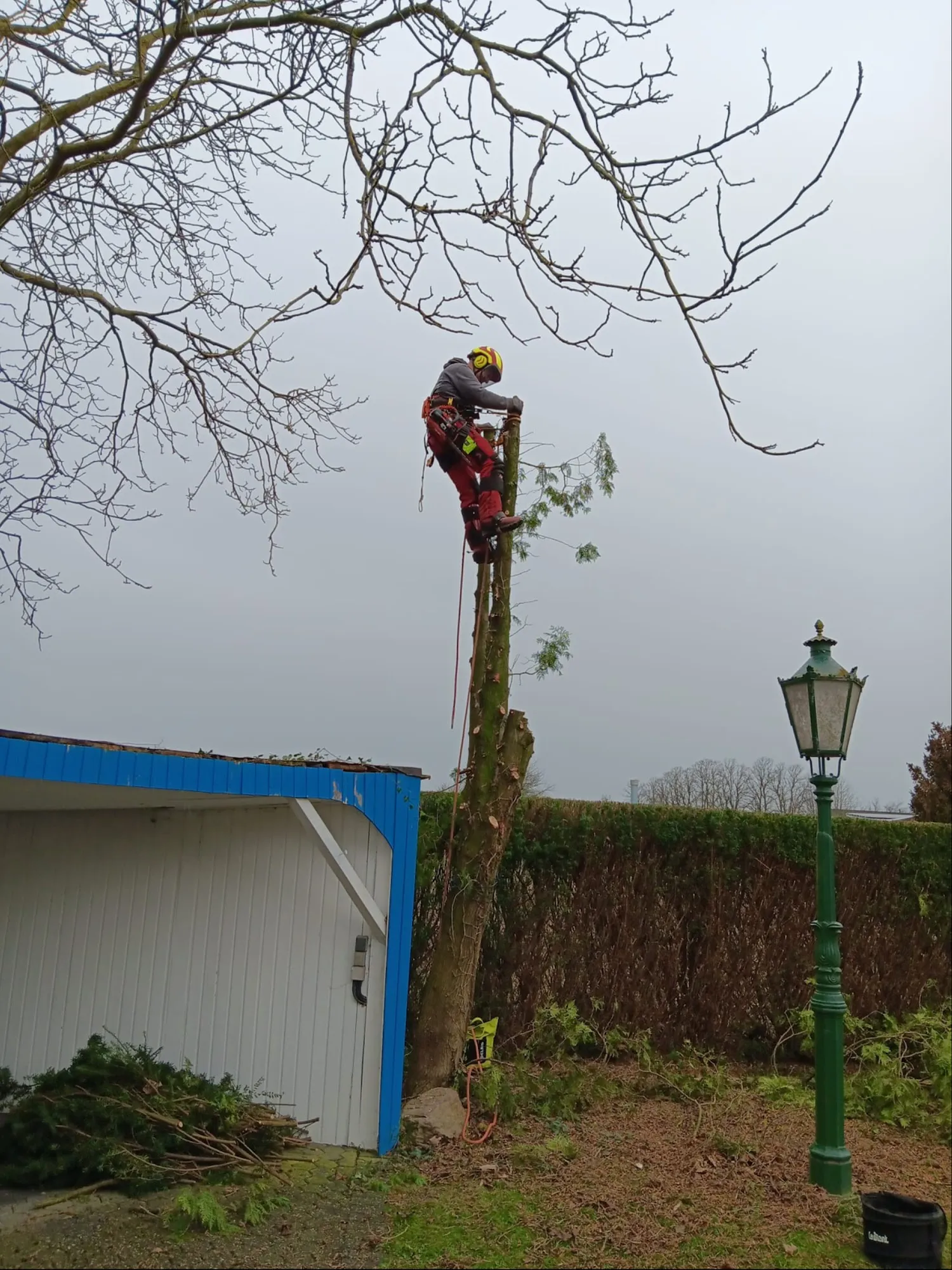 Baumpfleger trägt einen entasteten Nadelbaum stückweise ab, direkt neben einer Garage