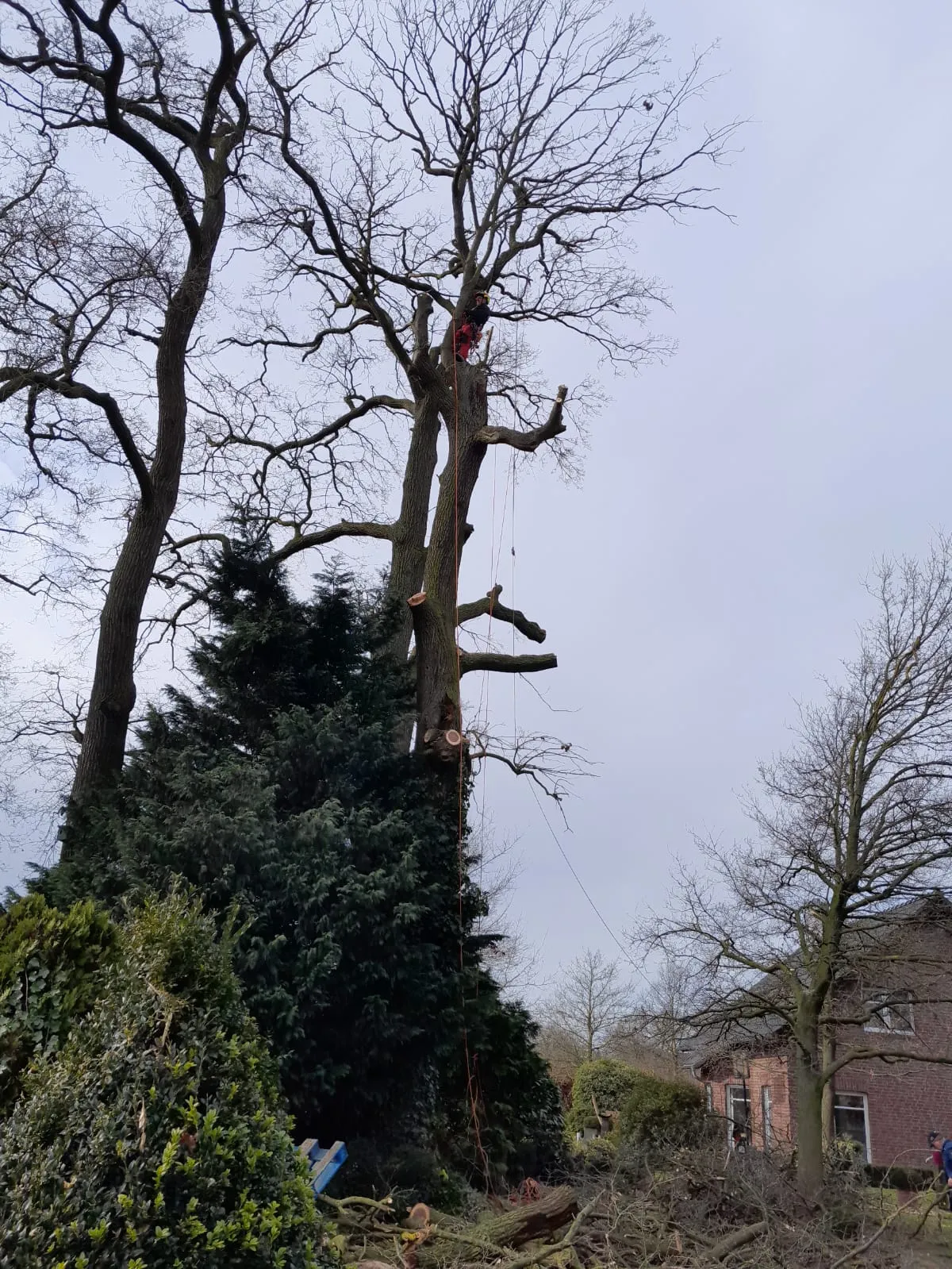 Arbeiten im Geäst eines Baumes mit am Boden liegendem Schnittgut