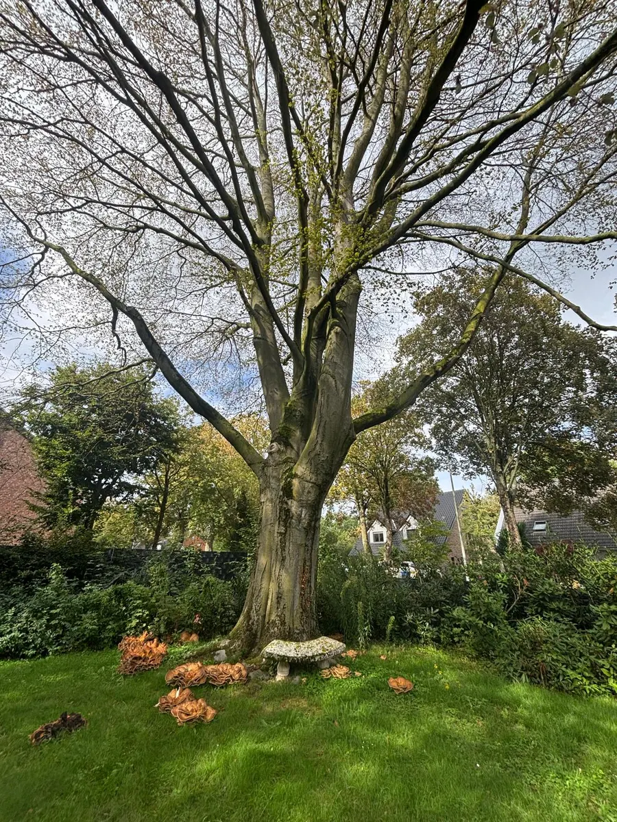 Alte Buche im Garten, rund um den Wurzelanlauf wachsen große Pilzfruchtkörper